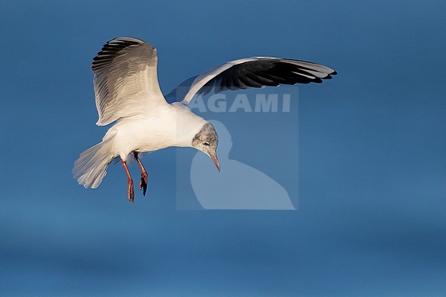 Black-headed Gull (Chroicocephalus ridibundus), adult moulting to summer plumage in flight in Campania (Italy) stock-image by Agami/Saverio Gatto,