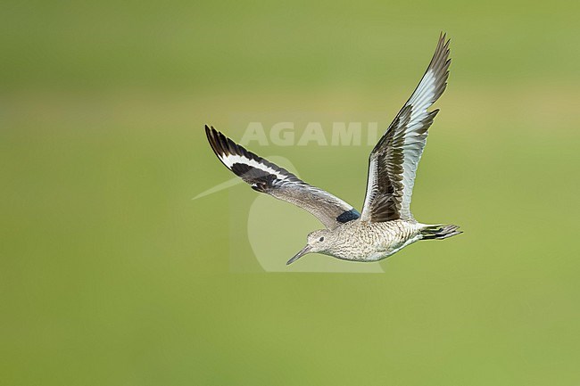Adult breeding
Kidder Co., ND
June 2020 stock-image by Agami/Brian E Small,