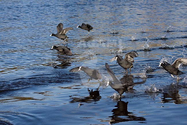 Groep Meerkoeten met haast; Eurasian Coots in a hurry stock-image by Agami/Marc Guyt,