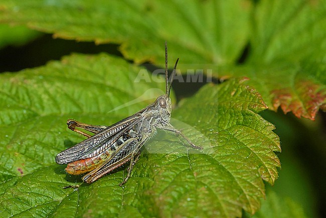 Bow-winged grasshopper, Ratelaar , Chorthippus biguttulus stock-image by Agami/Casper Zuijderduijn,