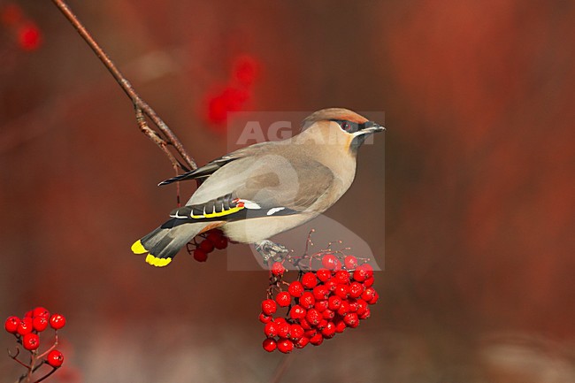 Pestvogel, Bohemian Waxwing, Bombycilla garrulus stock-image by Agami/Jari Peltomäki,