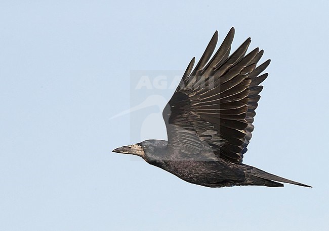 Flying Rook (Covus frigilegus) in Finland. stock-image by Agami/Markus Varesvuo,