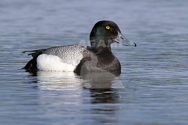 Male Lesser Scaup (Aythya affinis) in Alaska, United States. stock-image by Agami/Dani Lopez-Velasco,