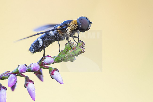 Villa occulta, Germany (Baden-Württemberg), imago, female stock-image by Agami/Ralph Martin,