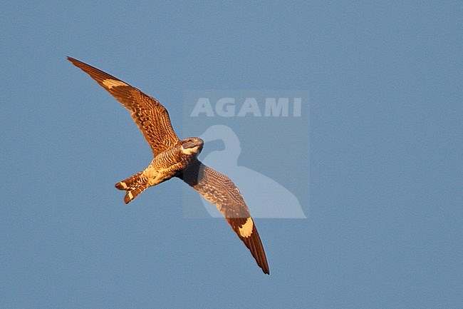 Common Nighthawk (Chordeiles minor) flying overhead at dusk in Riding Mountain National Park in Manitoba, Canada. stock-image by Agami/Glenn Bartley,