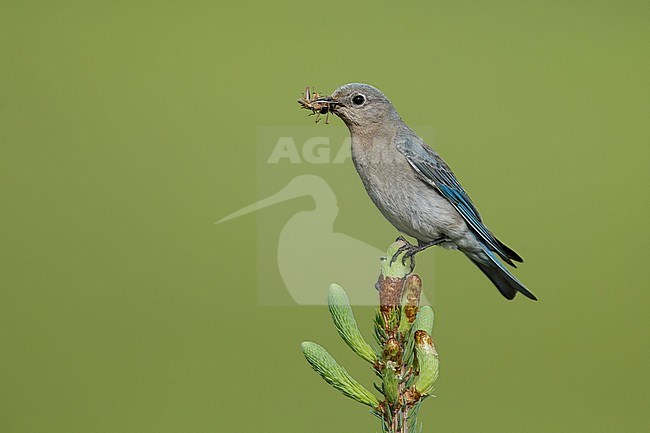 Adult female Mountain Bluebird, Sialia currucoides
Kamloops, B.C.
June 2015 stock-image by Agami/Brian E Small,