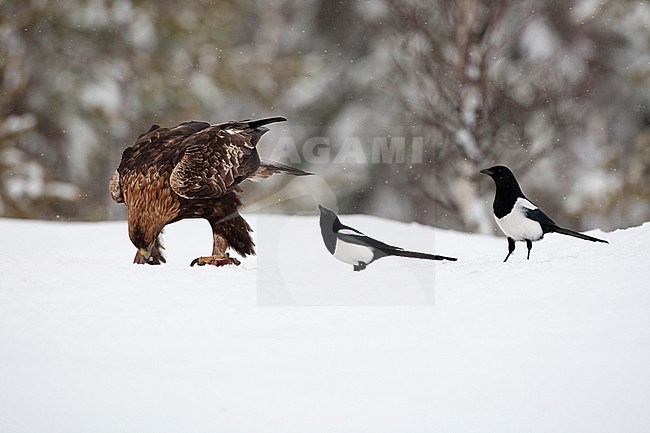 Northern Magpie (Pica pica fennorum) interacting with Golden Eagle at Utarjärvi, Finland stock-image by Agami/Helge Sorensen,
