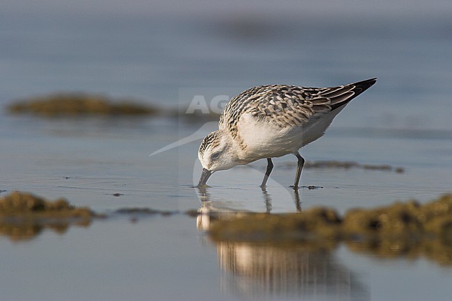 Sanderling (Calidris alba) near the shore of lake Ontario in Ontario, Canada. stock-image by Agami/Glenn Bartley,