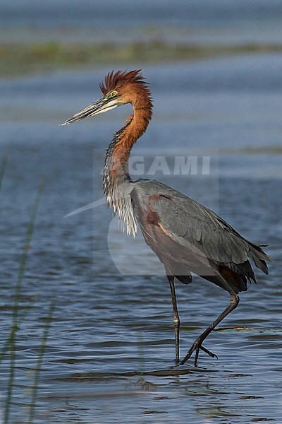 Goliath Heron (Ardea goliath) standing in water stock-image by Agami/Dubi Shapiro,