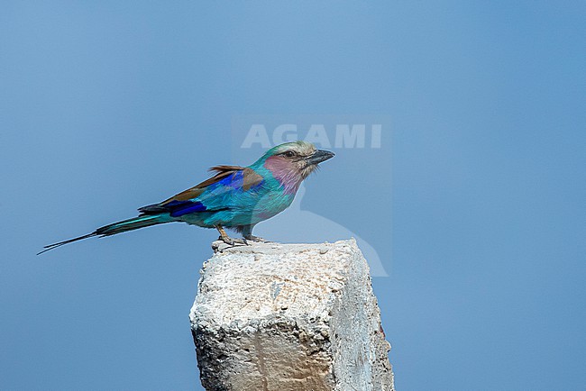 Lilac-breasted Roller (Coracias caudatus) standing on a concrete post near Mogadishu airport, Somalia. stock-image by Agami/David Monticelli,