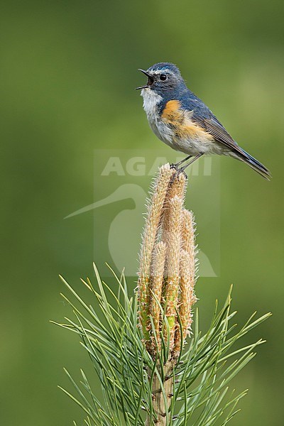 Adult male Red-flanked Bluetail (Tarsiger cyanurus) singing from a perch near lake Baikal, Russia. Also known as the Orange-flanked Bush Robin. stock-image by Agami/Ralph Martin,