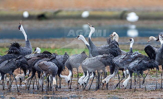 Wintering Hooded Cranes (Grus monacha) at Arasaki Crane Center, Izumi-shi, Kyushu, Japan. Big group standing on the ground with several birds displaying. stock-image by Agami/Marc Guyt,