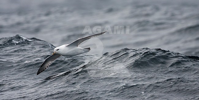 Pacifische Noordse Stormvogel in de vlucht; Pacific Northern Fulmar in flight stock-image by Agami/Martijn Verdoes,