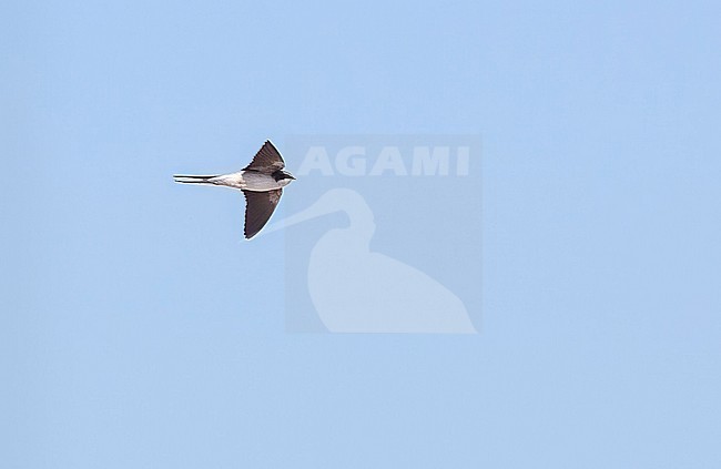 Grey-rumped Swallow (Pseudhirundo griseopyga) in flight stock-image by Agami/Nigel Voaden,