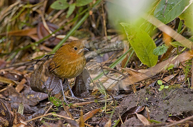 Muisca Antpitta (Grallaria rufula) in Colombia. An endemic to the eastern Andes in northern Colombia and western Venezuela. stock-image by Agami/Pete Morris,