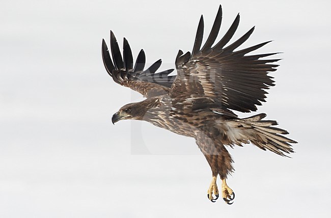 Zeearend onvolwassen vliegend met hangende poten; White-tailed Eagle immature flying with hanging legs stock-image by Agami/Markus Varesvuo,