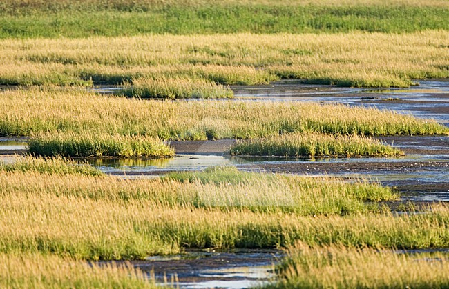 Getijdegebied; Tidal stock-image by Agami/Marc Guyt,