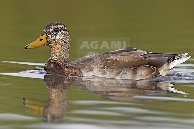 Mallard duck  (Anas platyrhynchos) in Victoria, BC, Canada. stock-image by Agami/Glenn Bartley,