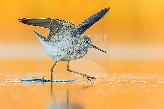 Common Greenshank (Tringa nebularia) standing in shallow freshwater pool during spring migration in Italy. stock-image by Agami/Daniele Occhiato,