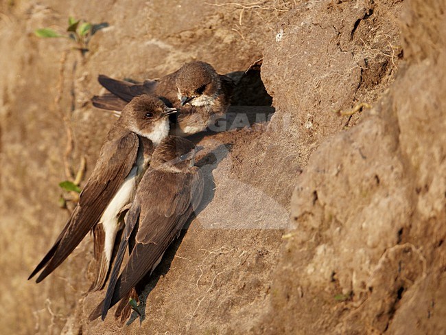 Oeverzwaluw bij nesthol; Sand Martin at nest opening stock-image by Agami/Markus Varesvuo,