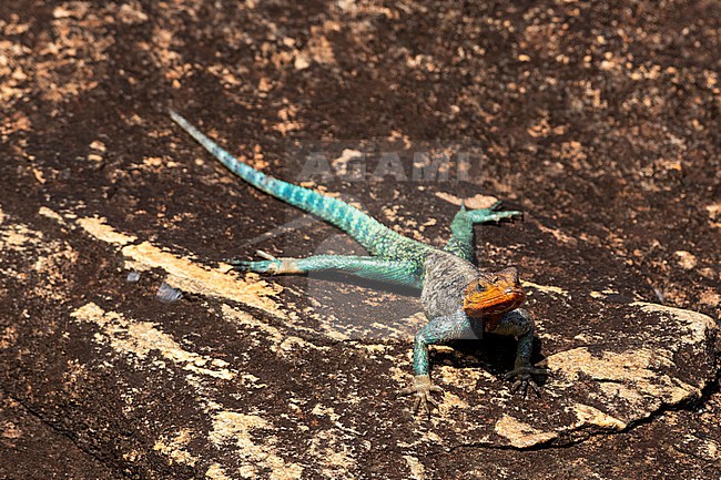 A common agama, Agama agama, taking a sun bath on a rock. Voi, Tsavo, Kenya stock-image by Agami/Sergio Pitamitz,
