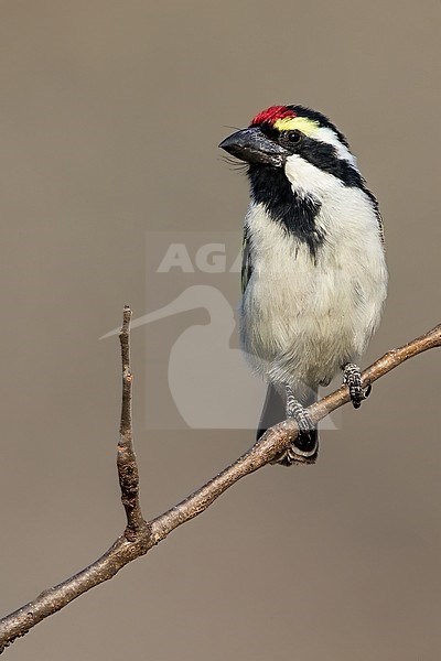 Acacia Pied Barbet (Tricholaema leucomelas) perched in a tree in Angola. stock-image by Agami/Dubi Shapiro,