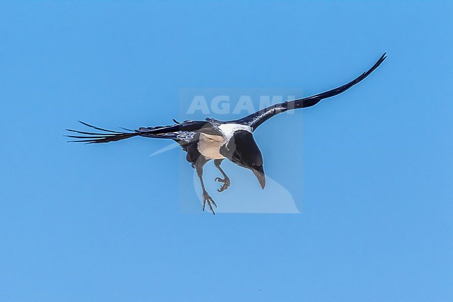 Adult Pied Crow (Corvus albus) near café Chtoukan, Western Sahara. stock-image by Agami/Vincent Legrand,