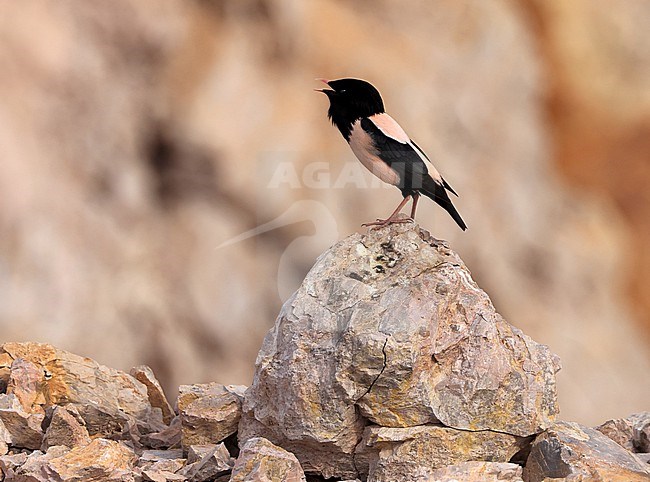 Een roze spreeuw in een steengroeve in Dobrogea, Roemenië A Rosy Starling in a quarry stock-image by Agami/Jacques van der Neut,