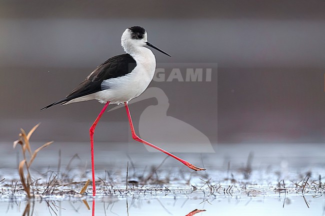 Adult Black-winged Stilt (Himantopus himantopus) in Italy. stock-image by Agami/Daniele Occhiato,