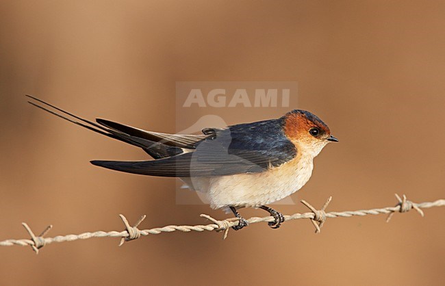Roodstuitzwaluw zittend; Red-rumped Swallow perched stock-image by Agami/Markus Varesvuo,