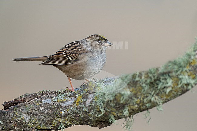 Adult non-breeding
Santa Barbara Co., CA
November 2022 stock-image by Agami/Brian E Small,