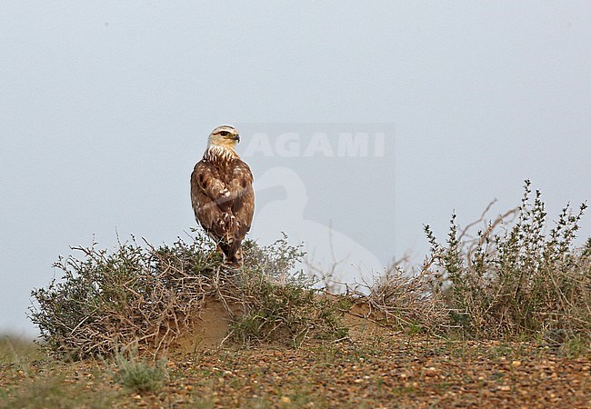 Long-legged Buzzard (Buteo rufinus rufinus) perched on a low bush in semi desert area. Seen on the back, looking over shoulder. stock-image by Agami/Andy & Gill Swash ,