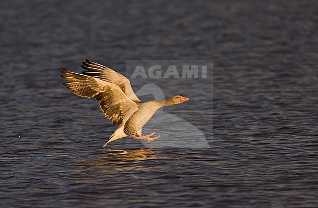 Greylag Goose flying in morning light; Grauwe Gans vliegend in ochtendlicht stock-image by Agami/Marc Guyt,