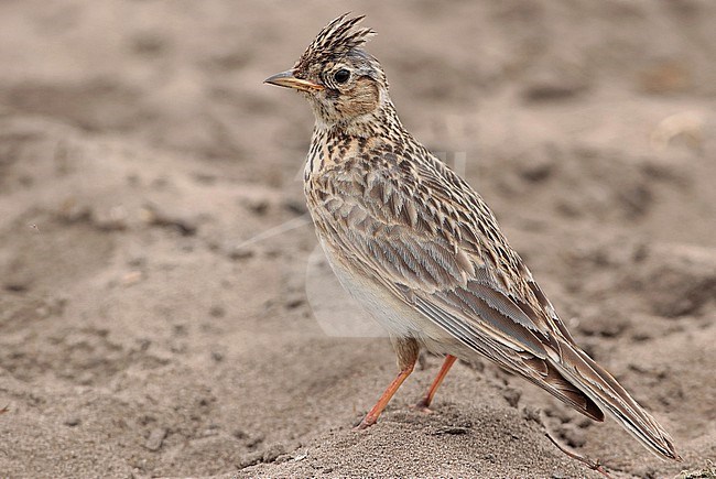 Eurasian Skylark (Alauda arvensis), adult male standig on the sand, seen from the side. stock-image by Agami/Fred Visscher,