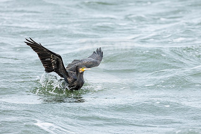  stock-image by Agami/Menno van Duijn,