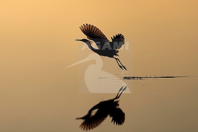 Snowy Egret (Egretta thula) hunting in morning light in Florida USA. stock-image by Agami/Marcel Burkhardt,