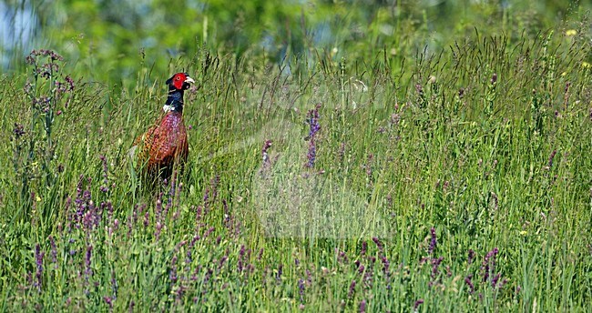Fazant; Common Pheasant (Phasianus colchicus) Hungary May 2008 stock-image by Agami/Markus Varesvuo / Wild Wonders,