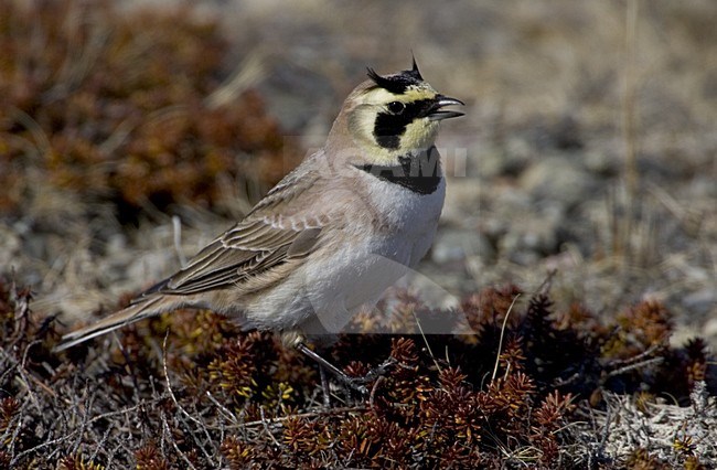 Strandleeuwerik zingend; Horned Lark singing stock-image by Agami/Daniele Occhiato,
