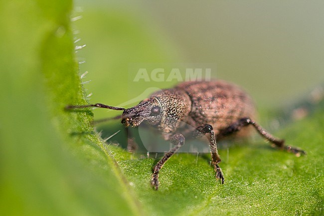 Otiorhynchus ligustici - Alfalfa snout beetle - Kleeluzerne-Rüssler, Germany (Baden-Württemberg), imago stock-image by Agami/Ralph Martin,