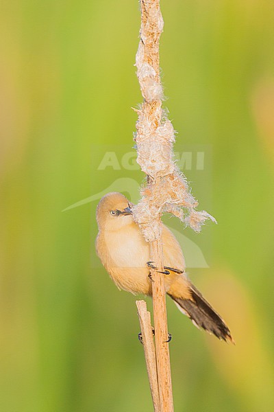 Juvenile Bearded Reedling (Panurus biarmicus) perched in a reed bed on nature reserve Lentevreugd near Katwijk in the Netherlands. Foraging on a reed plume. stock-image by Agami/Menno van Duijn,