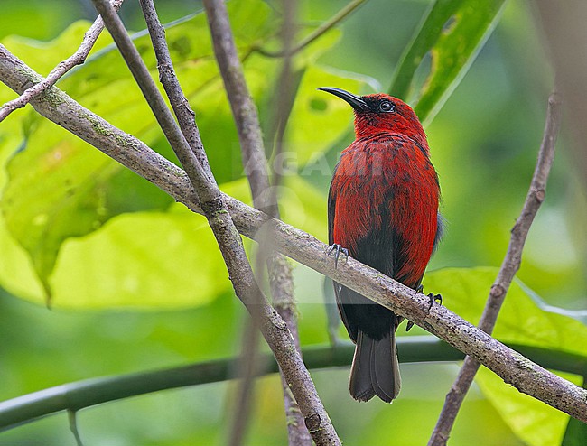 Cardinal myzomela (Myzomela cardinalis) on the Solomon Islands. stock-image by Agami/Pete Morris,