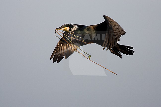 Volwassen Aalscholver met nestmateriaal  in de vlucht; Adult Great Cormorant with nesting material in flight stock-image by Agami/Menno van Duijn,