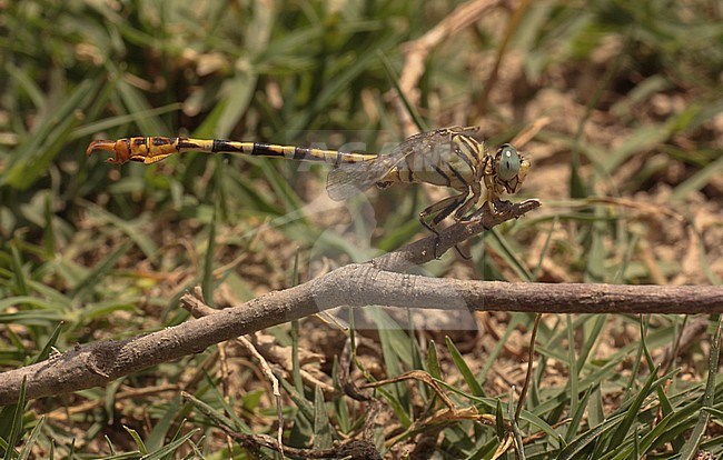 Mannetje Gestreepte haaklibe Male Lined Hooktail stock-image by Agami/Paul Schrijvershof,