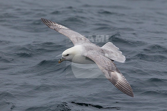 Light morph of Northern Fulmar ( Fulmarus glacialis glacialis) flying over open water of the German North Sea. stock-image by Agami/Mathias Putze,
