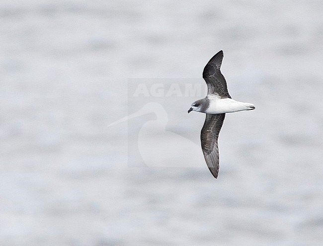 Soft-plumaged Petrel (Pterodroma mollis) in flight over subantarctic waters of New Zealand. Flying above the Pacific ocean surface, showing under wing pattern. stock-image by Agami/Marc Guyt,
