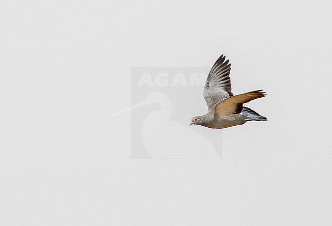 Yellow-eyed Pigeon (Columba eversmanni) in flight in India. stock-image by Agami/Josh Jones,