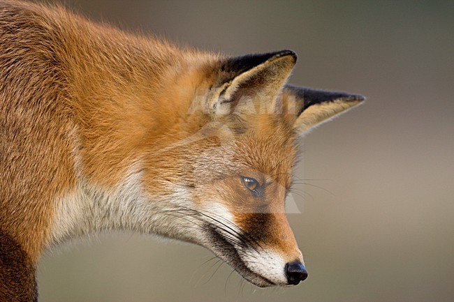 Vos close-up; Red fox close-up stock-image by Agami/Wim Wilmers,