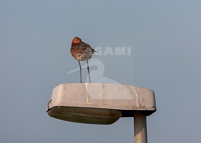 Black-tailed Godwit (Limosa limosa) in the Netherlands. Sleeping on street lightning pole, along public road. stock-image by Agami/Marc Guyt,
