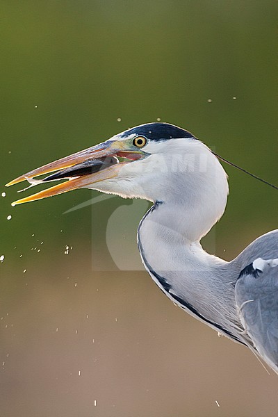 Blauwe Reiger met vis in bek; Grey Heron with fish in beak stock-image by Agami/Marc Guyt,