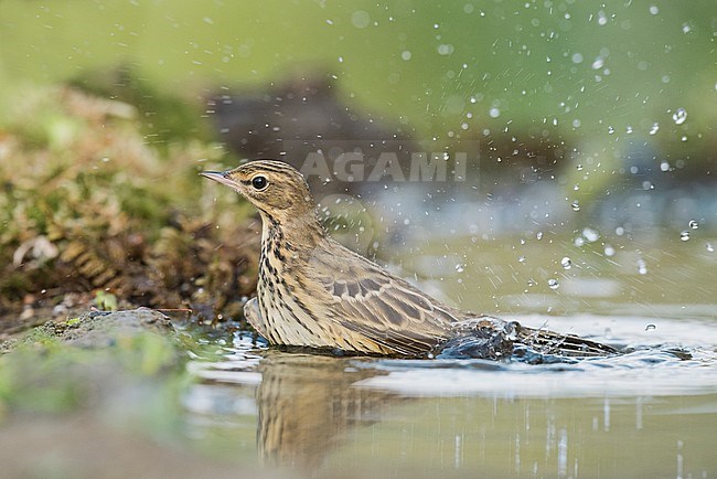 Tree Pipit, Anthus trivialis stock-image by Agami/Alain Ghignone,